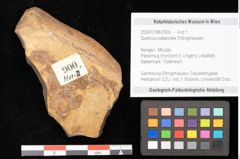 Foto (Objekt + Etikett) von Quercus palaeoilex Ettingshausen (NHMW-GEO-2024-0188-0900)
